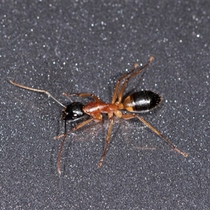 Camponotus consobrinus (Banded sugar ant) at Bungonia, NSW by AlisonMilton