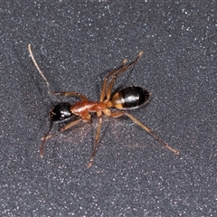 Camponotus consobrinus at Bungonia, NSW - 26 Nov 2024