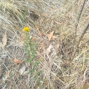 Hypericum perforatum at Fraser, ACT - 26 Nov 2024 10:28 AM