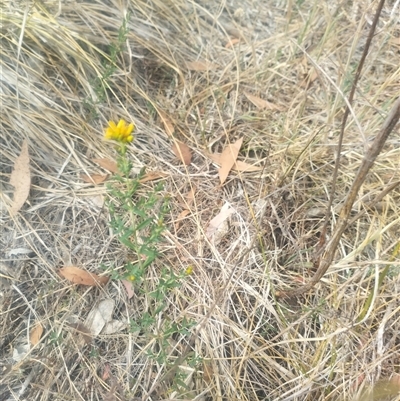 Hypericum perforatum (St John's Wort) at Fraser, ACT - 26 Nov 2024 by rbannister