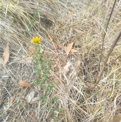 Hypericum perforatum at Fraser, ACT - 25 Nov 2024 by rbannister