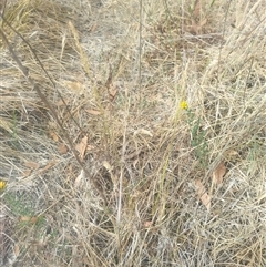 Hypericum perforatum at Fraser, ACT - 26 Nov 2024 10:28 AM