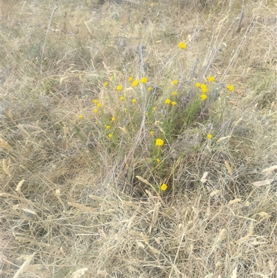 Chrysocephalum semipapposum (Clustered Everlasting) at Fraser, ACT - 26 Nov 2024 by rbannister