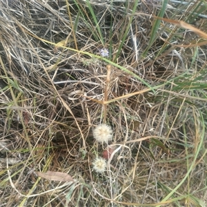 Vittadinia gracilis at Fraser, ACT - 26 Nov 2024 10:29 AM