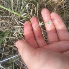 Vittadinia gracilis at Fraser, ACT - 26 Nov 2024 10:29 AM