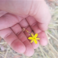 Tricoryne elatior (Yellow Rush Lily) at Flynn, ACT - 25 Nov 2024 by rbannister