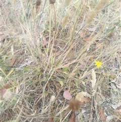 Tricoryne elatior at Flynn, ACT - 26 Nov 2024 10:30 AM