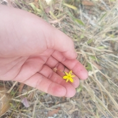 Tricoryne elatior at Flynn, ACT - 26 Nov 2024 10:30 AM