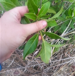 Viburnum tinus at Flynn, ACT - 26 Nov 2024 10:31 AM