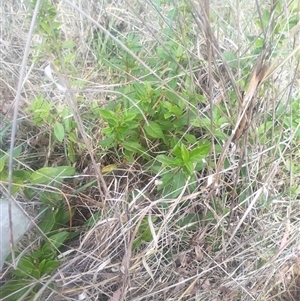 Viburnum tinus at Flynn, ACT - 26 Nov 2024 10:31 AM