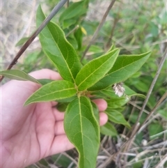 Viburnum tinus at Flynn, ACT - 26 Nov 2024 10:31 AM