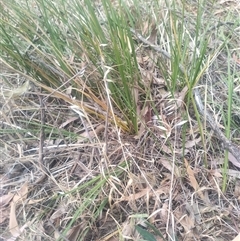 Lomandra (genus) (A Matrush) at Flynn, ACT - 26 Nov 2024 by rbannister