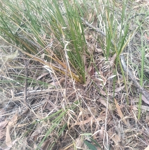 Lomandra sp. (A Matrush) at Flynn, ACT by rbannister