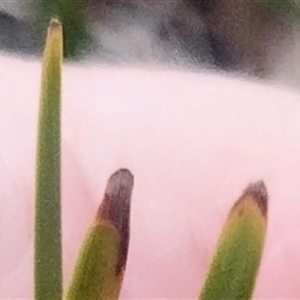 Lomandra sp. at Flynn, ACT - 26 Nov 2024