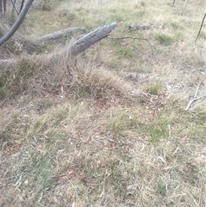 Microlaena stipoides at Flynn, ACT - 26 Nov 2024