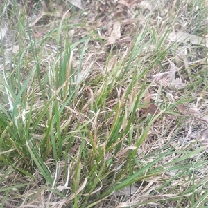 Microlaena stipoides at Flynn, ACT - 26 Nov 2024 10:37 AM