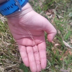 Microlaena stipoides at Flynn, ACT - 26 Nov 2024