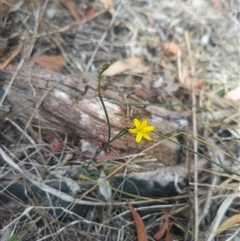 Tricoryne elatior (Yellow Rush Lily) at Flynn, ACT - 25 Nov 2024 by rbannister