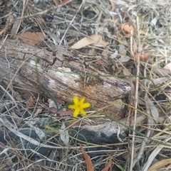 Tricoryne elatior at Flynn, ACT - 26 Nov 2024