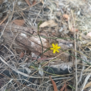 Tricoryne elatior at Flynn, ACT - 26 Nov 2024