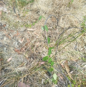 Lonicera japonica (Japanese Honeysuckle) at Flynn, ACT by rbannister