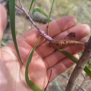 Acacia implexa at Flynn, ACT - 26 Nov 2024