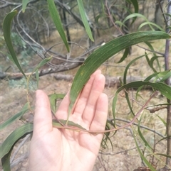 Acacia implexa at Flynn, ACT - 26 Nov 2024