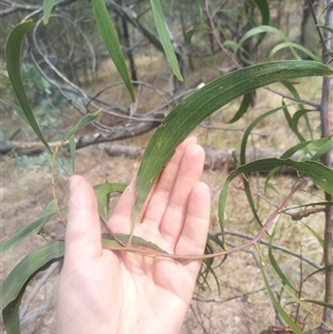 Acacia implexa at Flynn, ACT - 26 Nov 2024