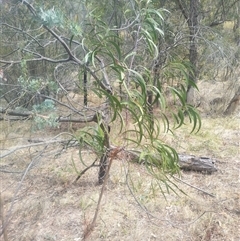 Acacia implexa at Flynn, ACT - 26 Nov 2024