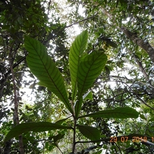 Unidentified Other Tree at Pappinbarra, NSW by jonvanbeest