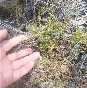 Clematis leptophylla (Small-leaf Clematis, Old Man's Beard) at Flynn, ACT by rbannister