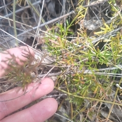 Clematis leptophylla at Flynn, ACT - 26 Nov 2024 10:51 AM