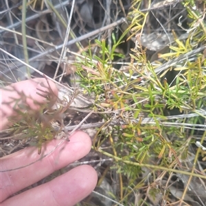 Clematis leptophylla at Flynn, ACT - 26 Nov 2024 10:51 AM