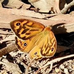 Heteronympha merope at Sandon, VIC - 19 Nov 2024 by KMcCue