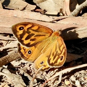 Heteronympha merope at Sandon, VIC - 19 Nov 2024 10:50 PM