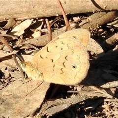 Heteronympha merope at Sandon, VIC - 19 Nov 2024