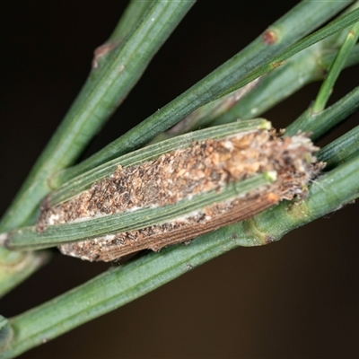 Trigonocyttara clandestina (Less-stick Case Moth) at Bungonia, NSW - 26 Nov 2024 by AlisonMilton