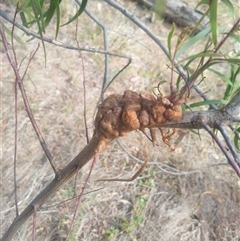 Unidentified gall of Acacia sp. at Flynn, ACT - 25 Nov 2024 by rbannister