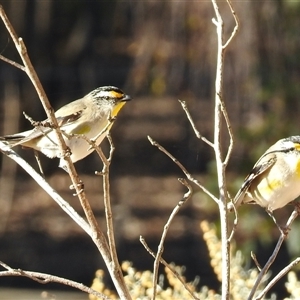 Pardalotus striatus at Sandon, VIC - 19 Nov 2024