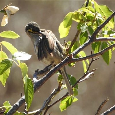 Caligavis chrysops (Yellow-faced Honeyeater) at Sandon, VIC - 20 Nov 2024 by KMcCue