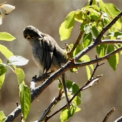 Caligavis chrysops at Sandon, VIC - 20 Nov 2024