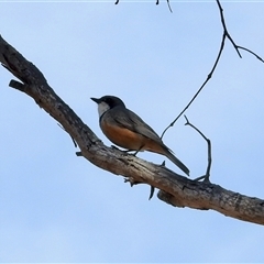 Pachycephala rufiventris (Rufous Whistler) at Sandon, VIC - 20 Nov 2024 by KMcCue