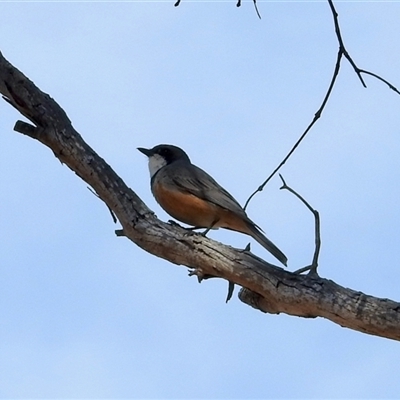 Pachycephala rufiventris (Rufous Whistler) at Sandon, VIC - 20 Nov 2024 by KMcCue