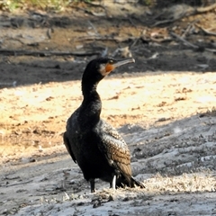 Phalacrocorax carbo (Great Cormorant) at Sandon, VIC - 19 Nov 2024 by KMcCue