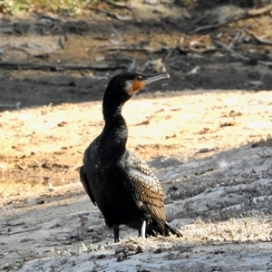 Phalacrocorax carbo at Sandon, VIC - 19 Nov 2024 11:24 PM