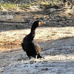 Phalacrocorax carbo at Sandon, VIC - 19 Nov 2024 11:24 PM