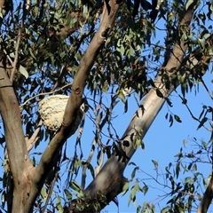 Corcorax melanorhamphos (White-winged Chough) at Sandon, VIC - 19 Nov 2024 by KMcCue