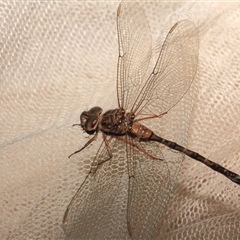 Acanthaeschna victoria (Thylacine Darner) by Bungybird