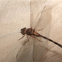 Unidentified Insect at Gibberagee, NSW - 26 Oct 2013 by Bungybird