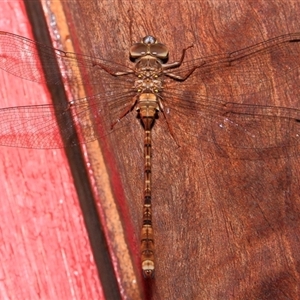 Acanthaeschna victoria at suppressed - suppressed